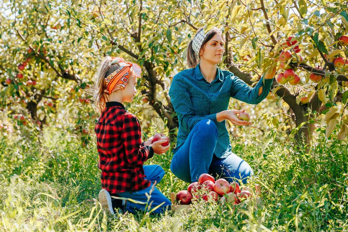 Apfel pflücken im Ortenaukreis – was ist erlaubt, was nicht?