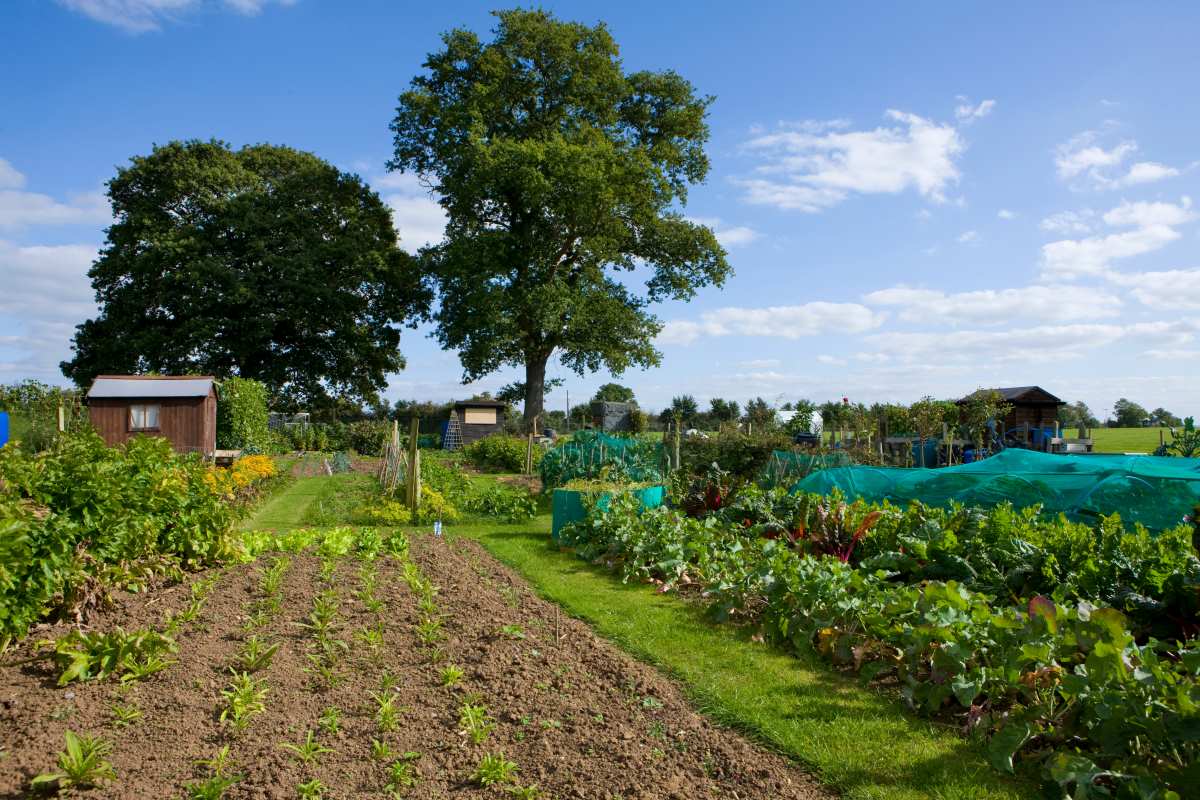 Gartengrundstück im Ortenaukreis kaufen oder pachten — was p