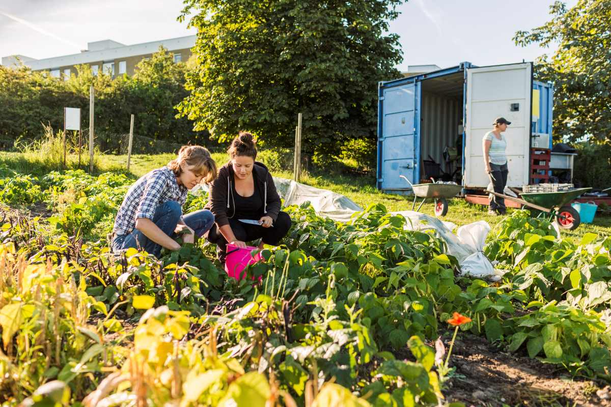 Gemeinschaftsgarten im Ortenaukreis anlegen – So startet ihr