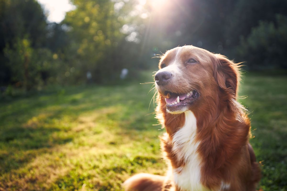 Hund vermisst Ortenaukreis — Erste Schritte zur Suche