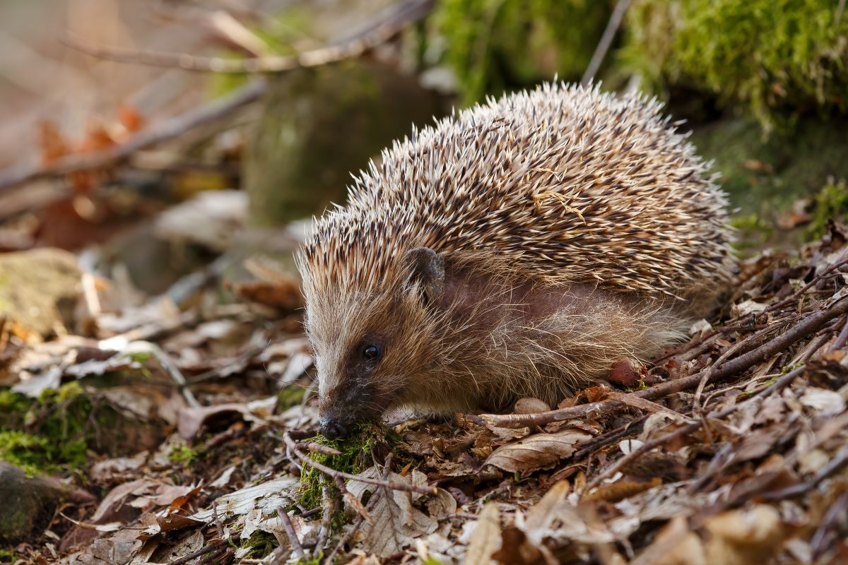 Igel im Garten Ortenaukreis: So helfen Sie richtig