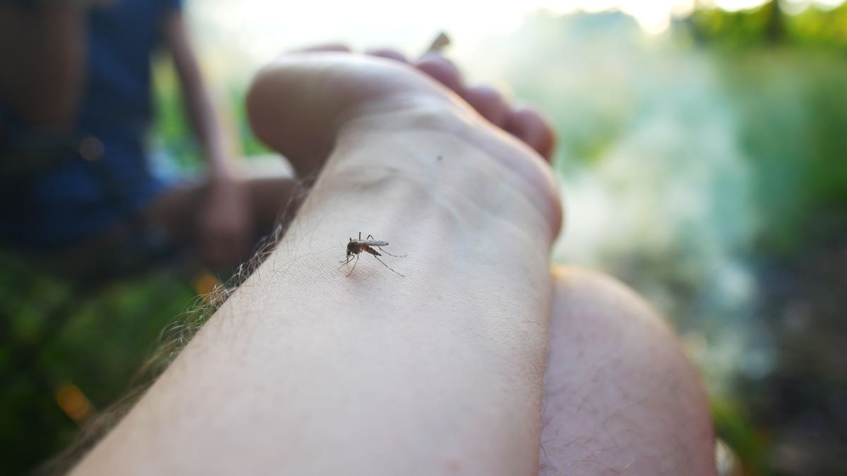 Insektenstiche im Ortenaukreis: Erste Hilfe, Notfälle und wi
