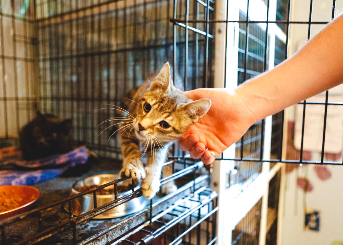 Katze mikrochippen im Ortenaukreis – Warum wichtig