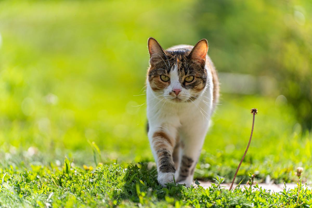 Katze freilaufend im Ortenaukreis — Rechte und Pflichten des