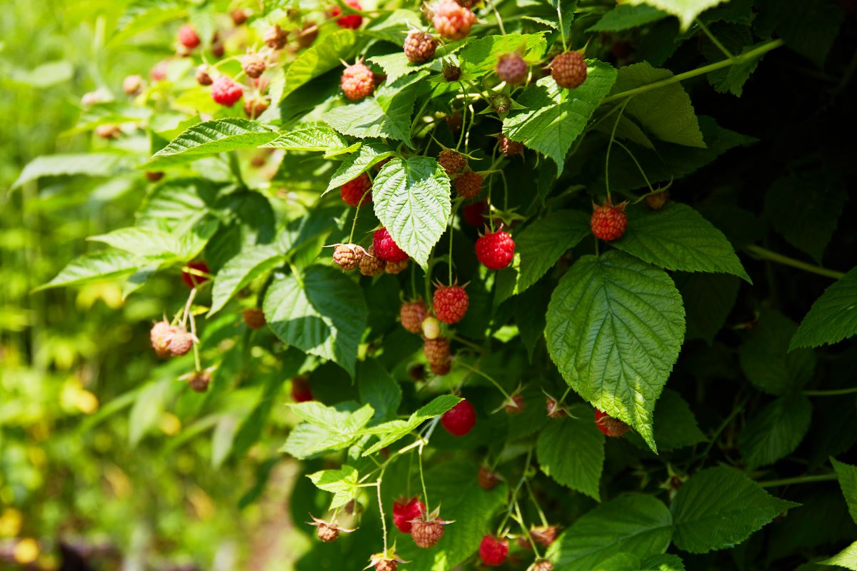 Streuobstwiese mit Hecke einfrieden im Ortenaukreis — was is