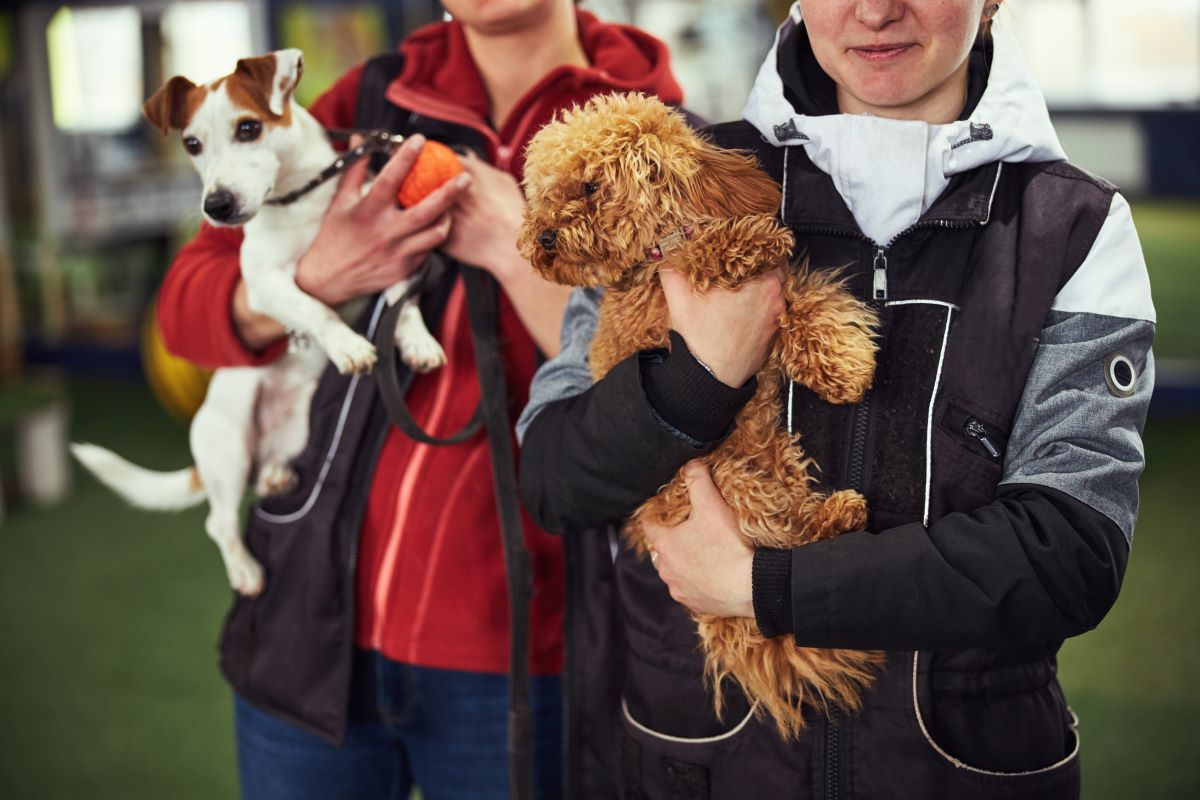 Tier aus dem Tierheim adoptieren im Ortenaukreis